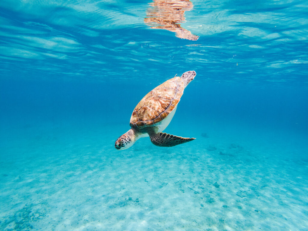Green sea turtle